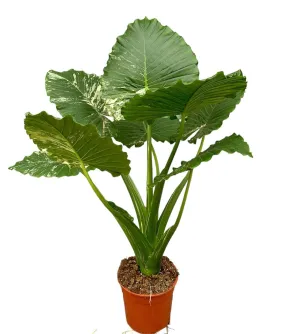 100 cm  Alocasia Gageana Variegata House Plant 27 cm Pot