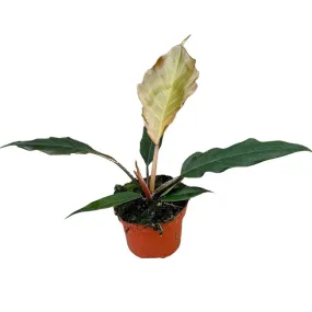 15 cm  Philodendron Choco Empress House Plant 10,5 cm Pot