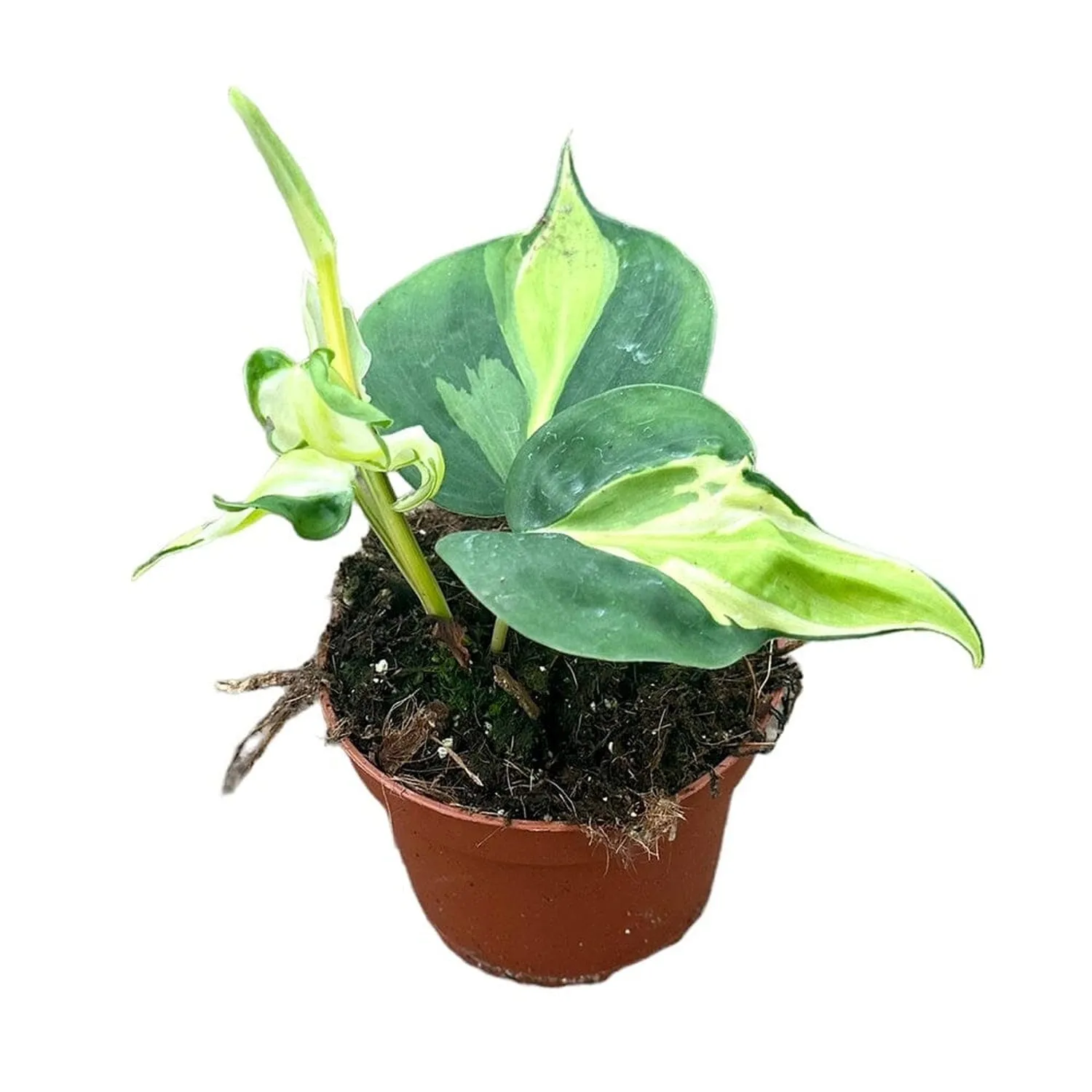 15 cm  Philodendron Cream Splash House Plant 10,5 cm Pot