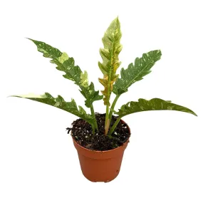 30 cm  Philodendron Ring of Fire House Plant 17 cm Pot