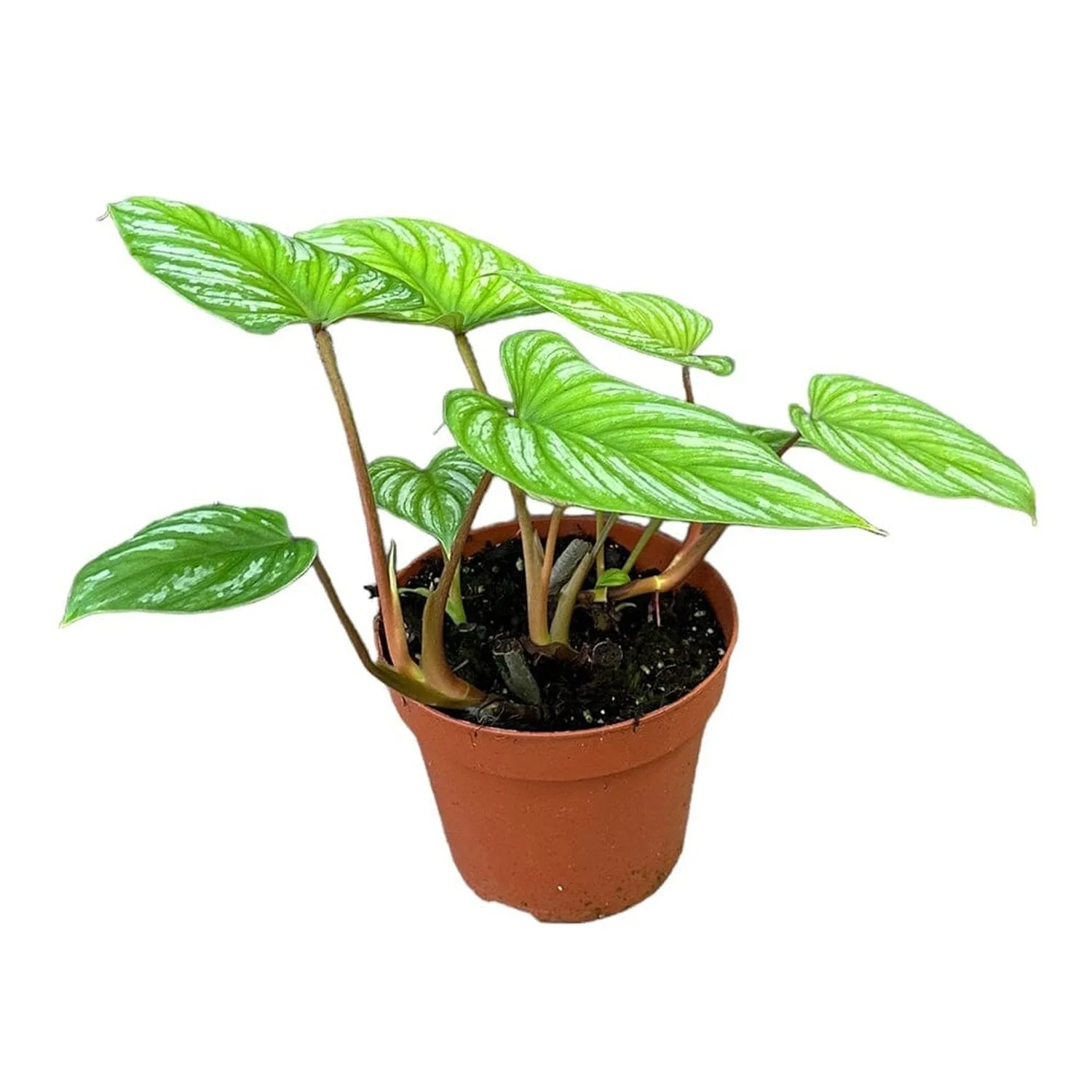 60 cm  philodendron mamei House Plant 17 cm Pot