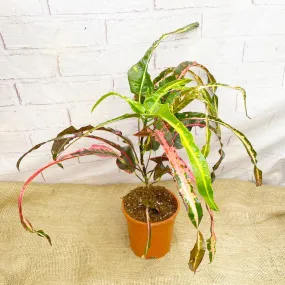 70 - 80cm Croton Dreadlocks Codiaeum 19cm Pot House Plant