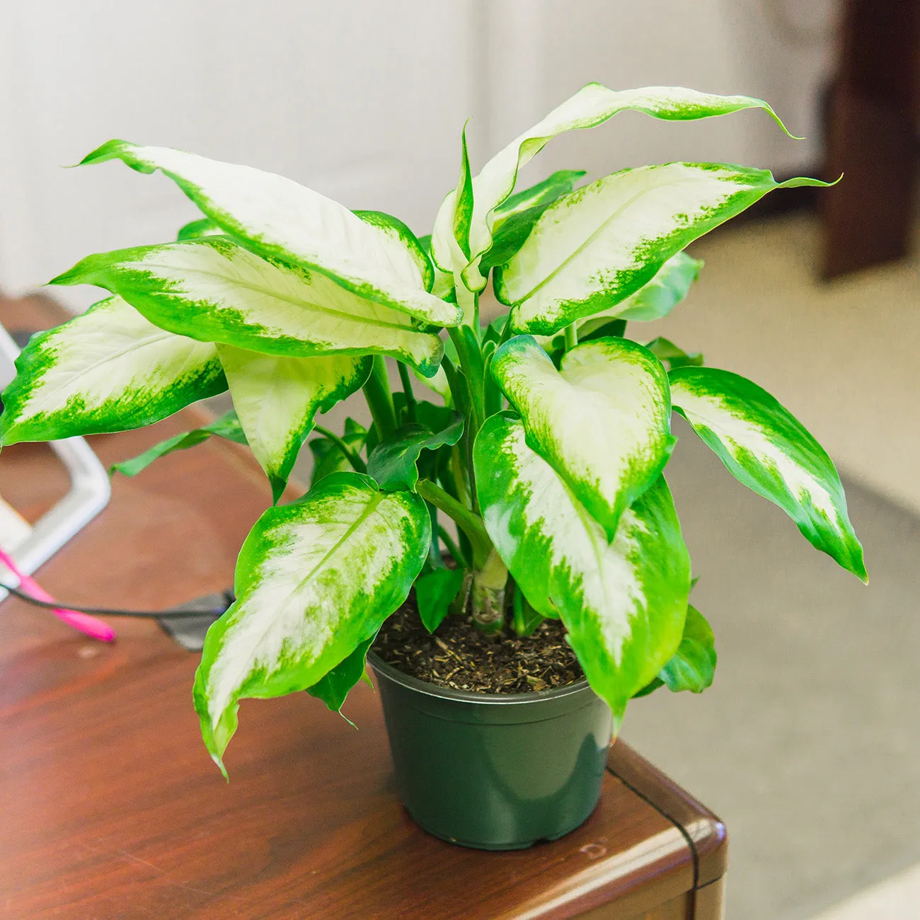 Dieffenbachia 'Camille' Dumb Cane