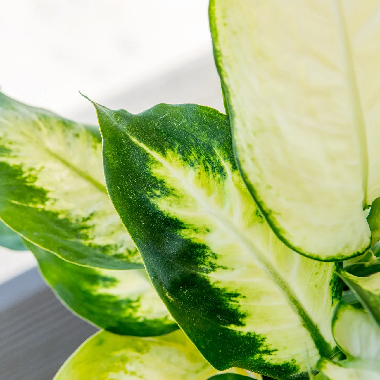 Dieffenbachia 'Camille' Dumb Cane