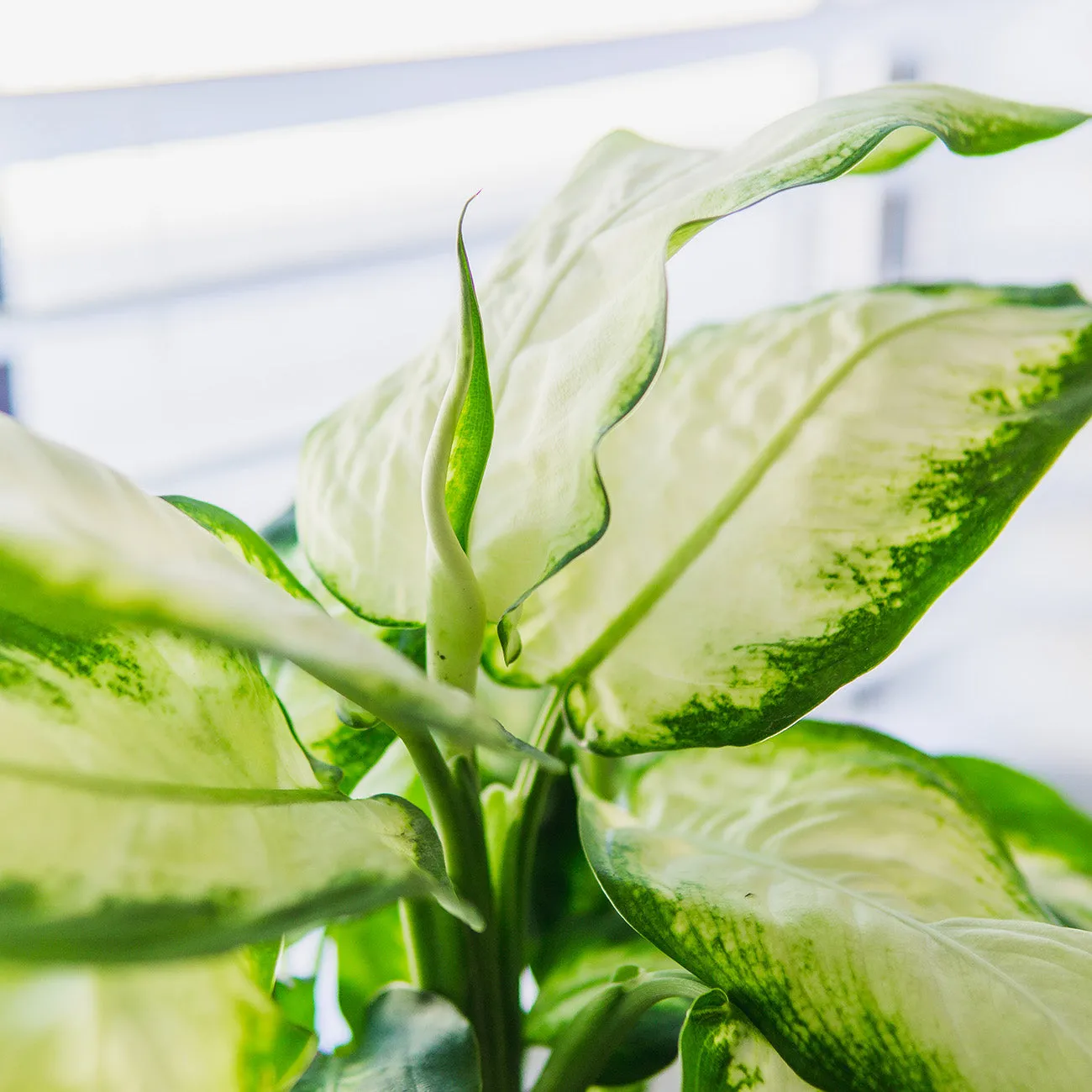 Dieffenbachia 'Camille' Dumb Cane